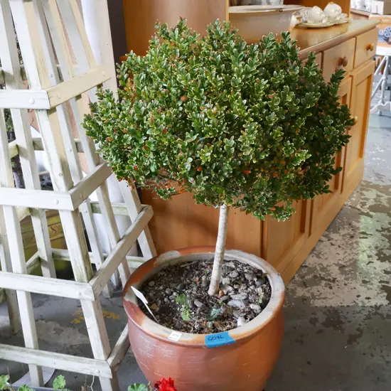 buxus senpervirens in glazed garden planter H-640