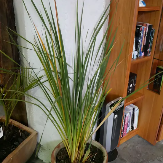 Angels Fishing rod in glazed planter Planter H-330