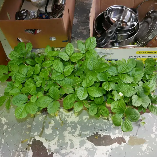 stawberry plants in plastic planter