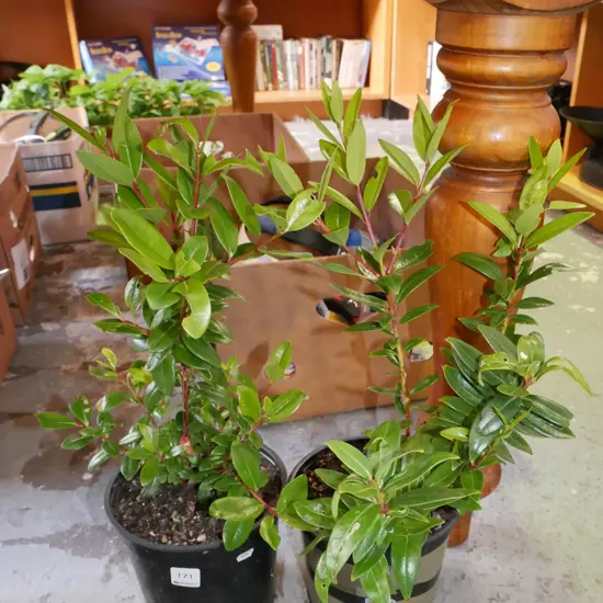 2 x potted pohutukawa