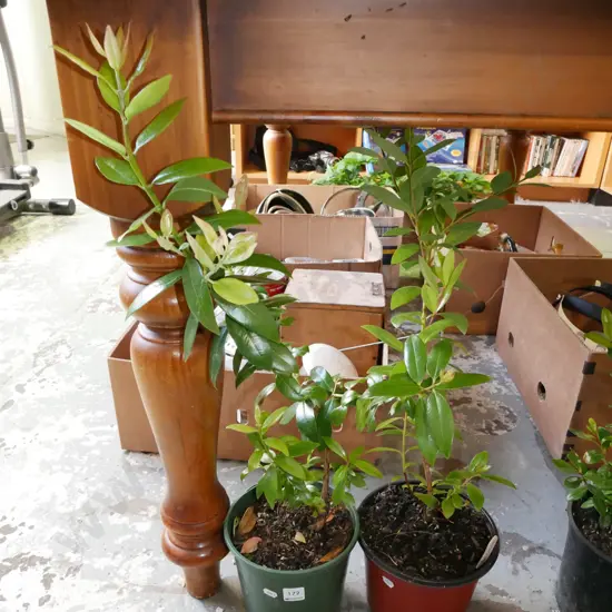 2 x potted pohutukawa