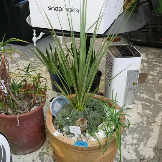 cabbage tree & succulents in garden planter, planter H-320