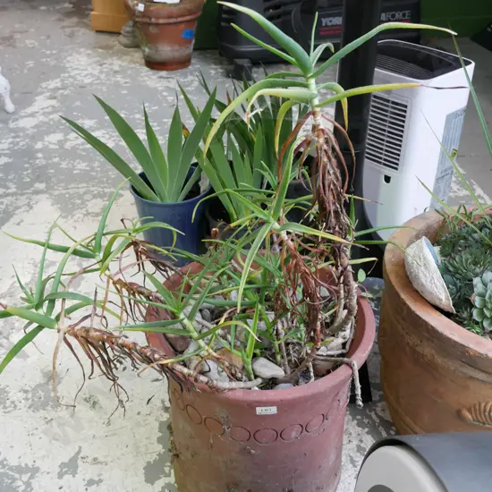 Aloe in terracotta planter, planter H-320