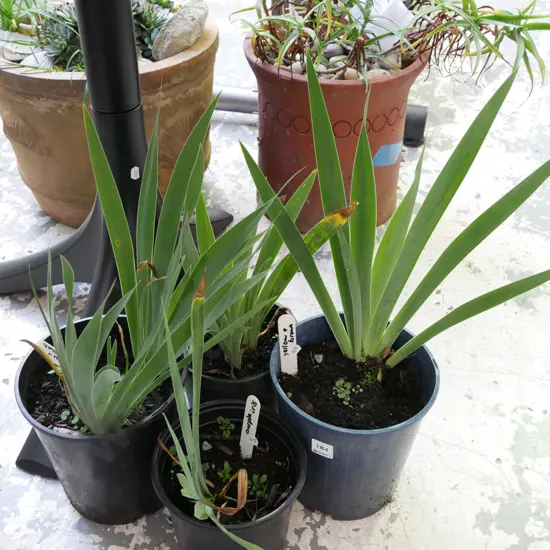 4 x potted irises (various colours)