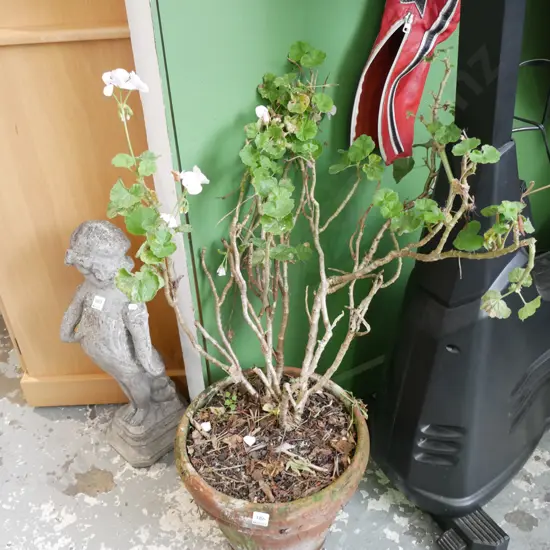 pink geranium in terracotta planter, planter H-320