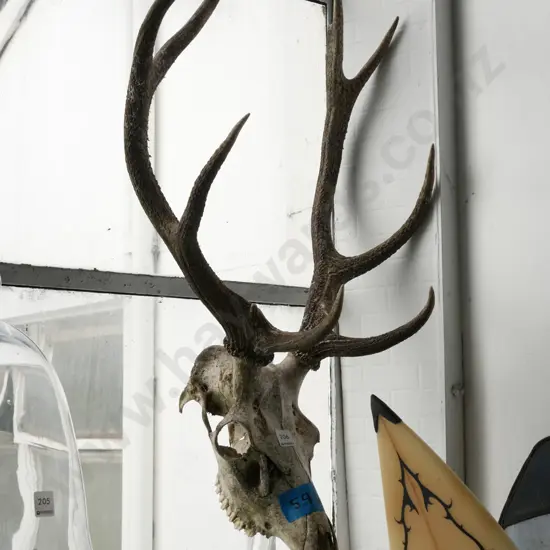 skull and antlers