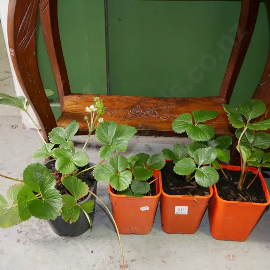 4x potted strawberry plants