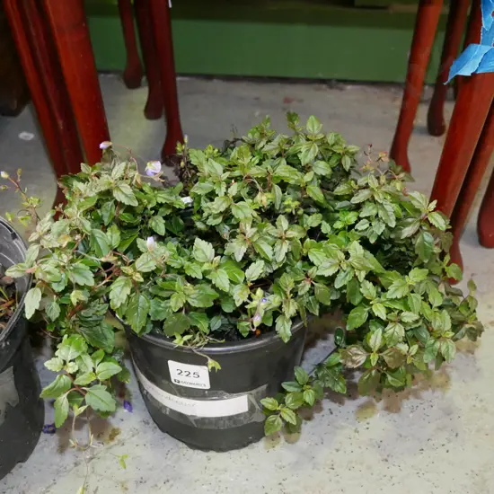 potted blue ground cover