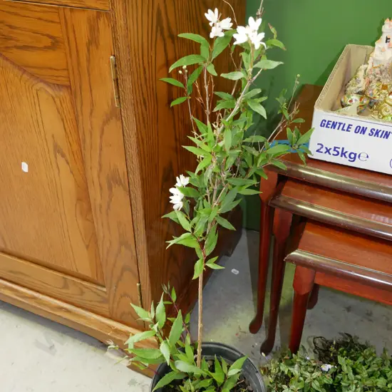 deutzia (small shrub) in plastic planter