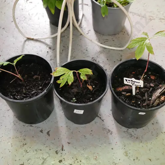 3x potted yellow tree peonies