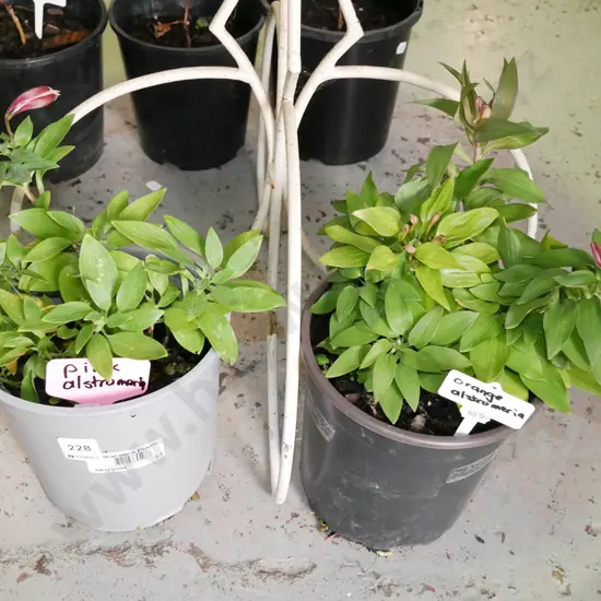 1x pink, 1x orange alstroemerias