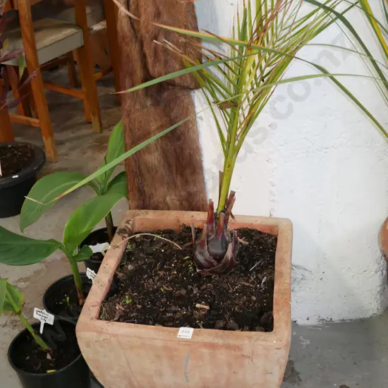 phoenix palm in terracotta planter Planter H-330