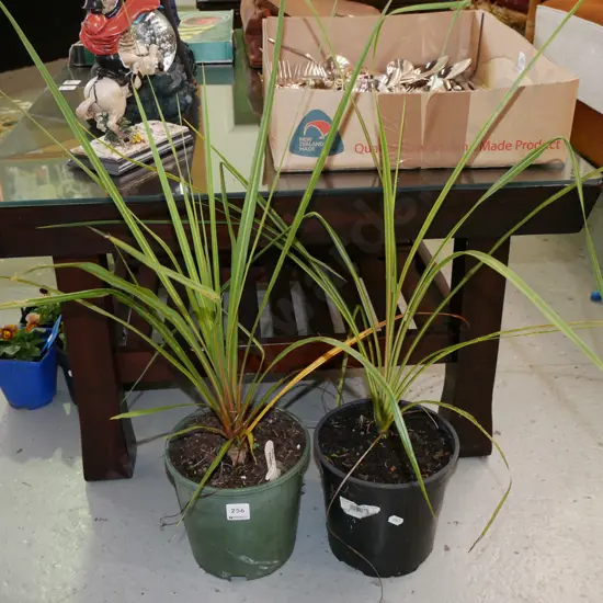 2x potted cabbage trees