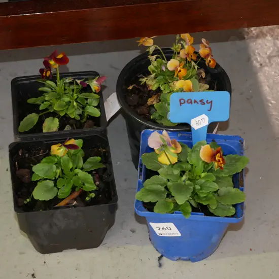 4x potted pansies