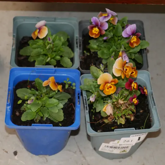 4x potted pansies