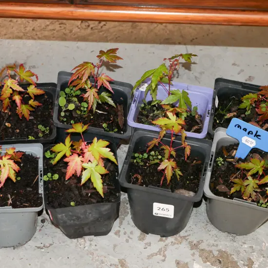 8x potted maples