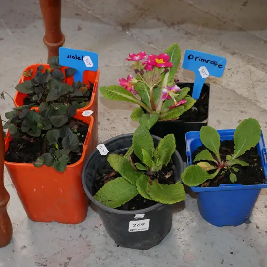 potted primroses and violets