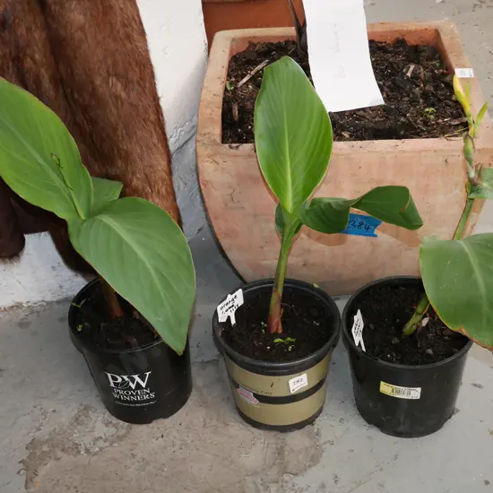 3x potted orange canna lillies