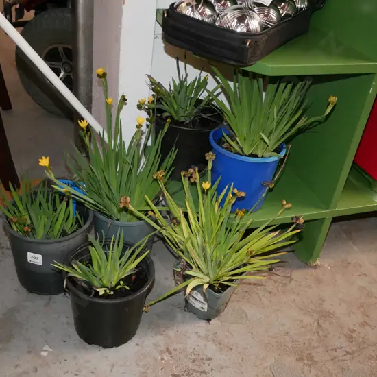 6x potted yellow eyed grasses