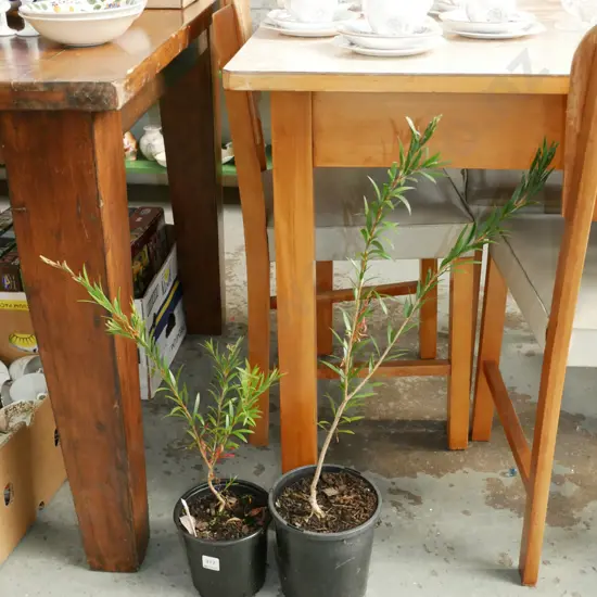 2x potted bottle brushes