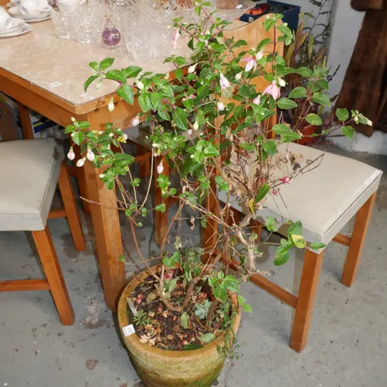 fuschia in terracotta planter