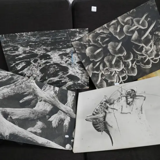 framed photo prints on board - some foxing