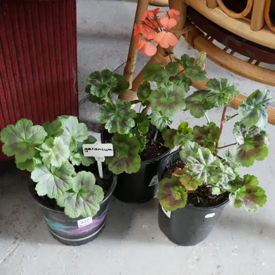 3x potted geraniums