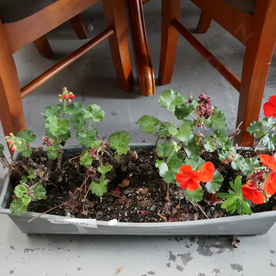 plastic trough of geraniums