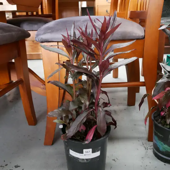 potted lobelia cardinalis