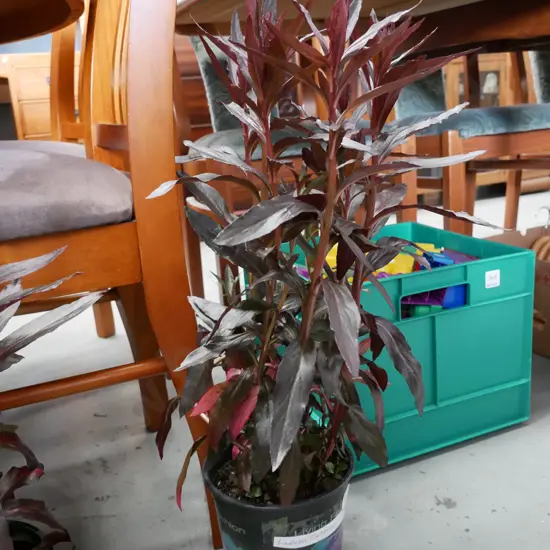 potted lobelia cardinalis