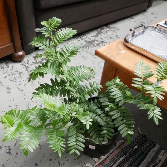 potted red kakas beak