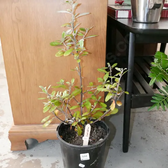 potted corokia