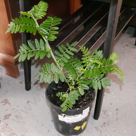 potted red kakas beak