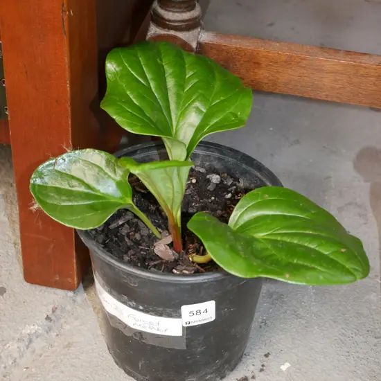 potted Chatham Island forget me not