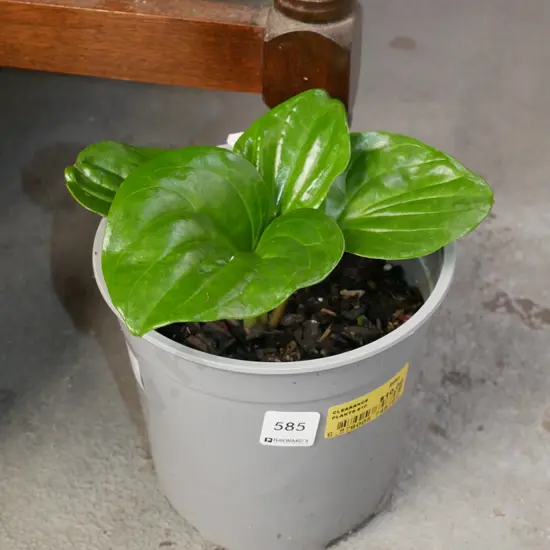 potted Chatham Island forget me not