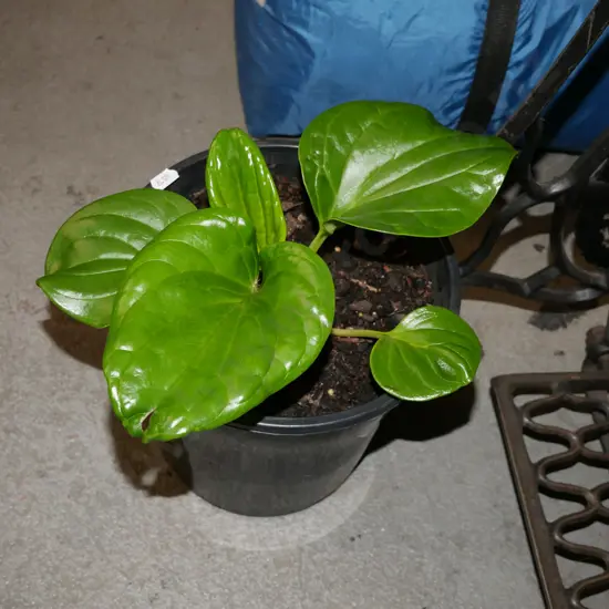 potted Chatham Island forget me not