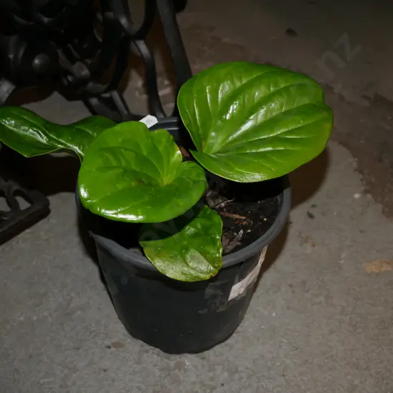 potted Chatham Island forget me not