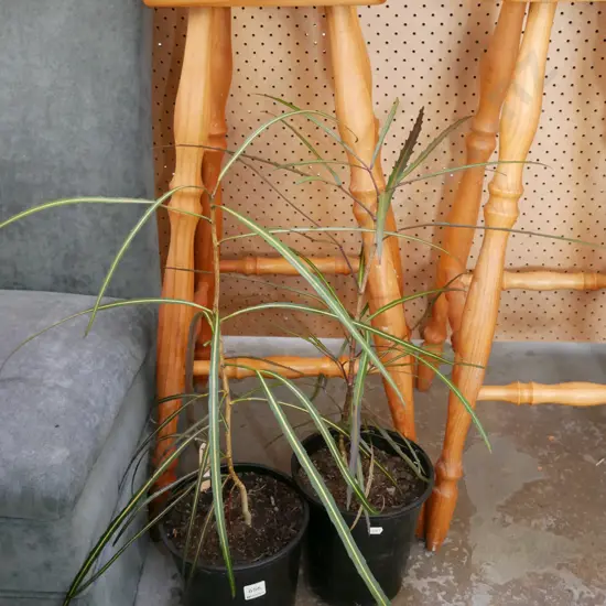 2x potted lancewoods