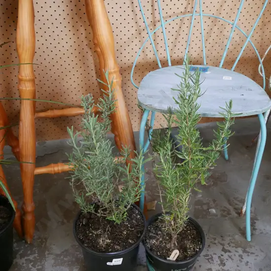 2x potted lavenders