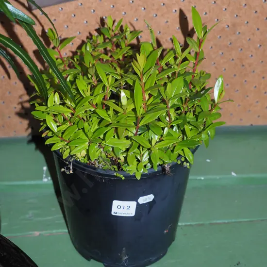 pohutukawa seedlings