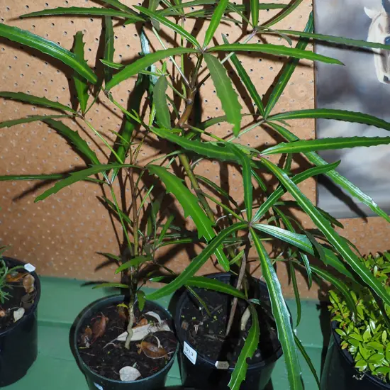 2x potted lancewoods