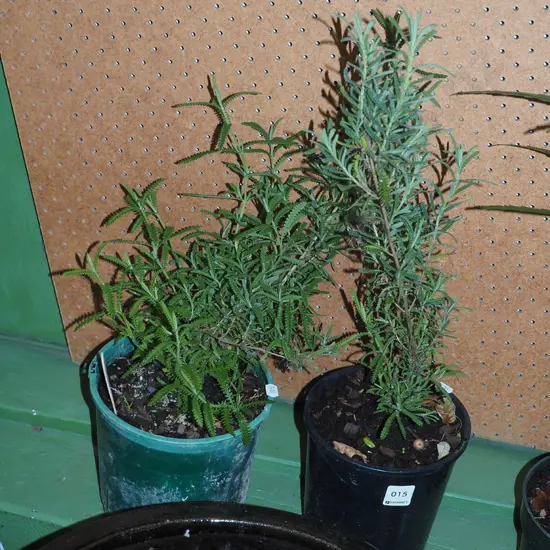 2x potted lavender