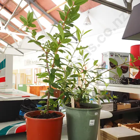 2x potted pohutukawa