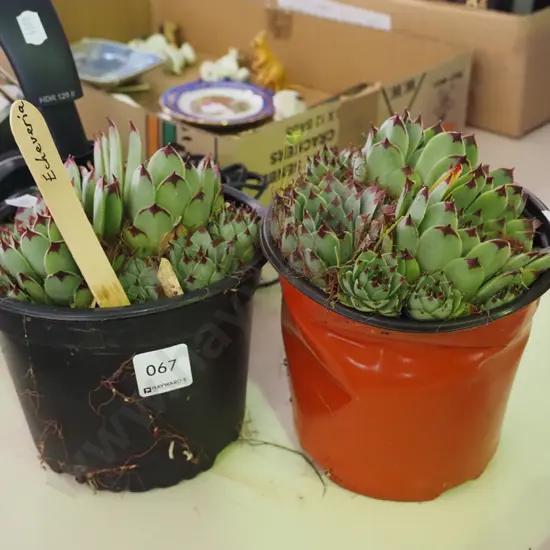 2x potted echeveria succulents