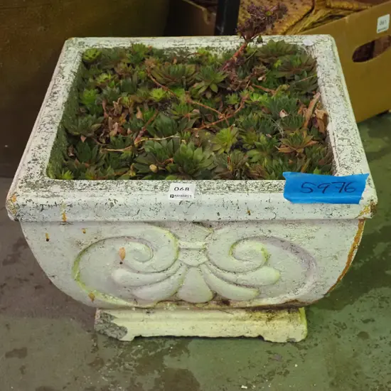 concrete garden planter and succulents