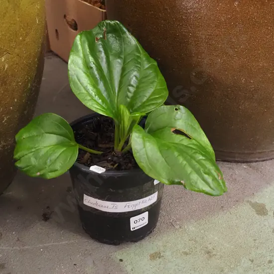 potted Chatham Island forget me not