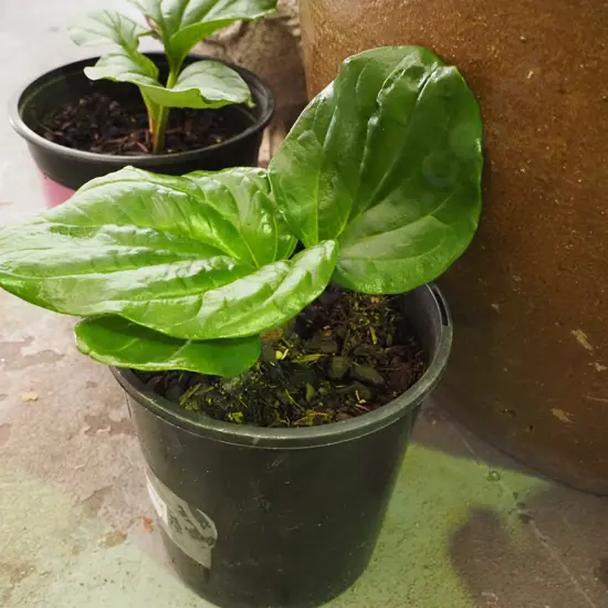 potted Chatham Island forget me not