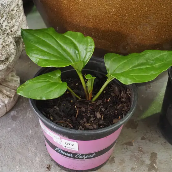 potted Chatham Island forget me not