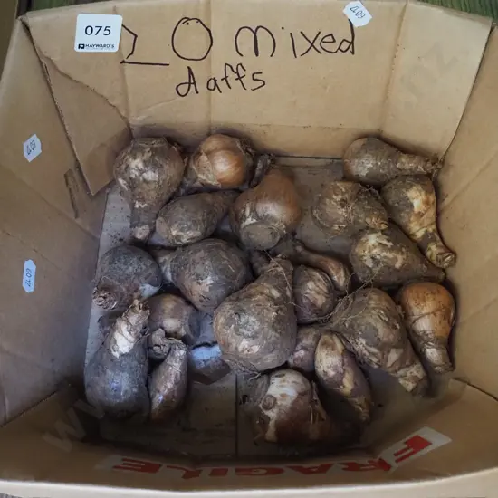 box of mixed daffodil bulbs