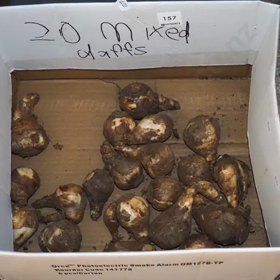 box; daffodil bulbs